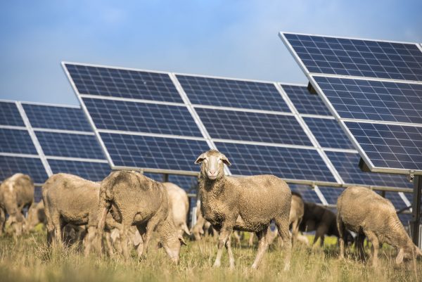 Solar panels with sheep